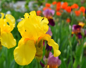 Клумбы, клумбы из цветущих весь год растений, цветение круглый год, ландшафтный дизайн