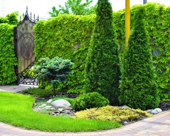 Композиции на плоскости, создание хвойных композиций, рокарий газон виноград вичи, ландшафтный дизайн