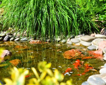декоративные пруды, пруды для рыбы и растений, водоем рыба пруд, ландшафтный дизайн