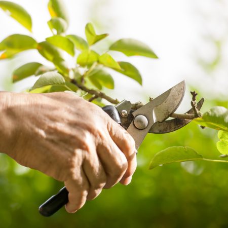 Pruning of  trees with secateurs in the garden