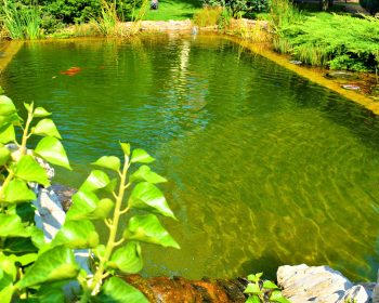 стоимость пруда Запорожье, стоимость бассейна Запорожье, стоимость биобассейна Запорожье, стоимость водоема Запорожье, стоимость биопруда Запорожье